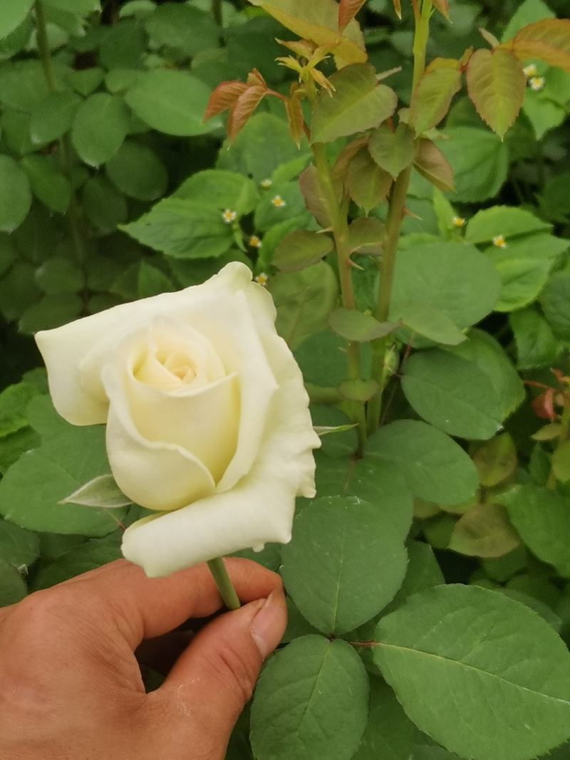 玫瑰大苗，1到3年老桩