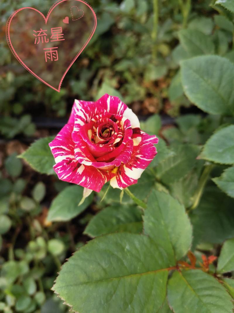 玫瑰大苗，1到3年老桩