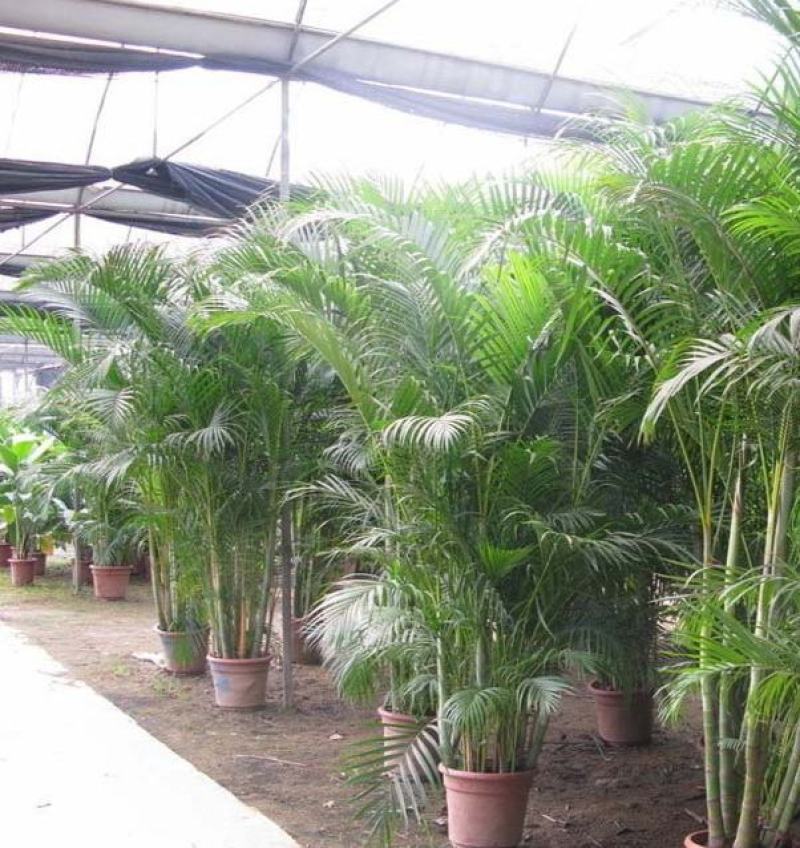 散尾葵种子林木种籽国产散装四季多年生景观凤尾竹