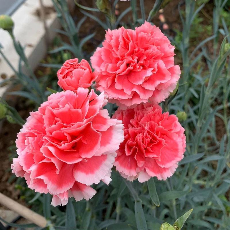 康乃馨种苗成活率高提供技术支持可视频看货
