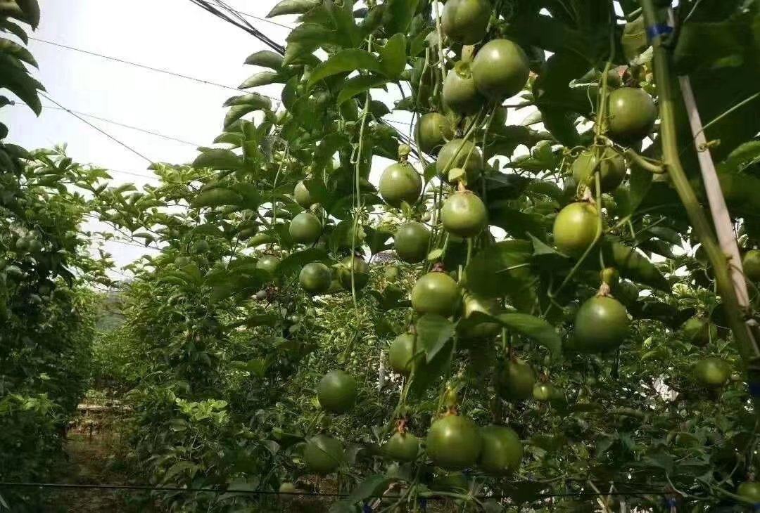 展示技术人员在百香果园进行日常巡查,检查植株根部及叶片生长情况 百香果园日常管理巡查场景