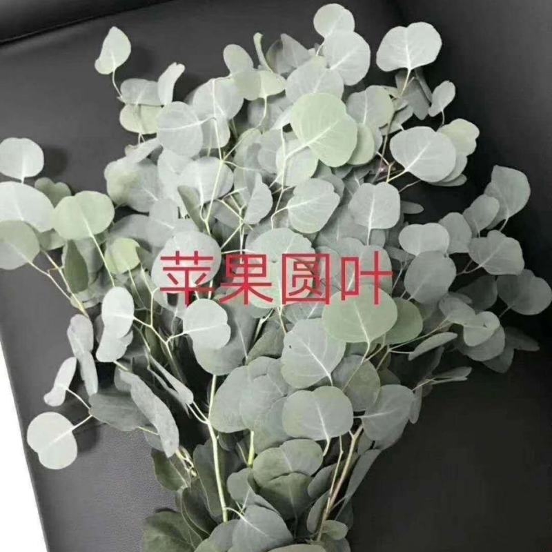 优佳丽，种苗