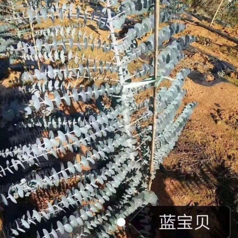 优佳丽，种苗