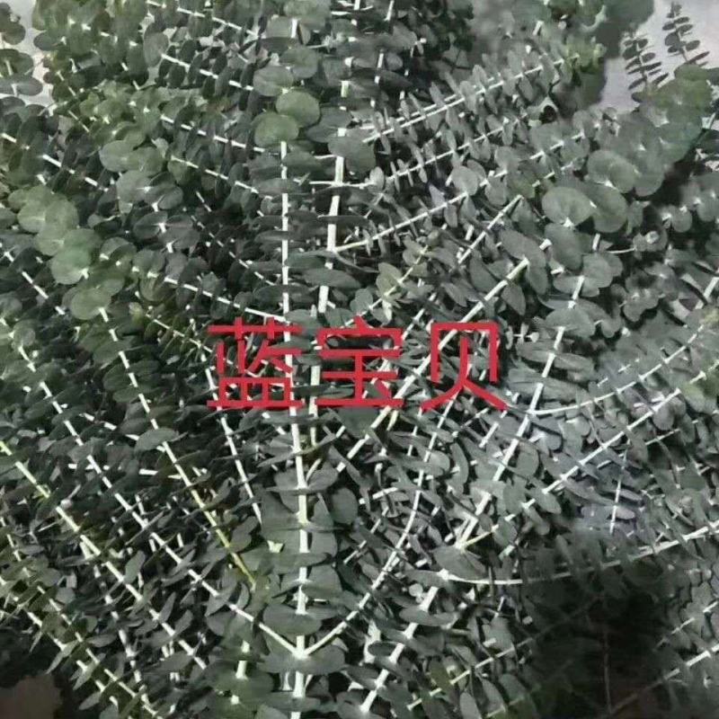 优佳丽，种苗