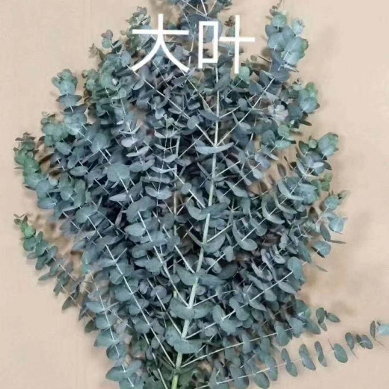 优佳丽，种苗