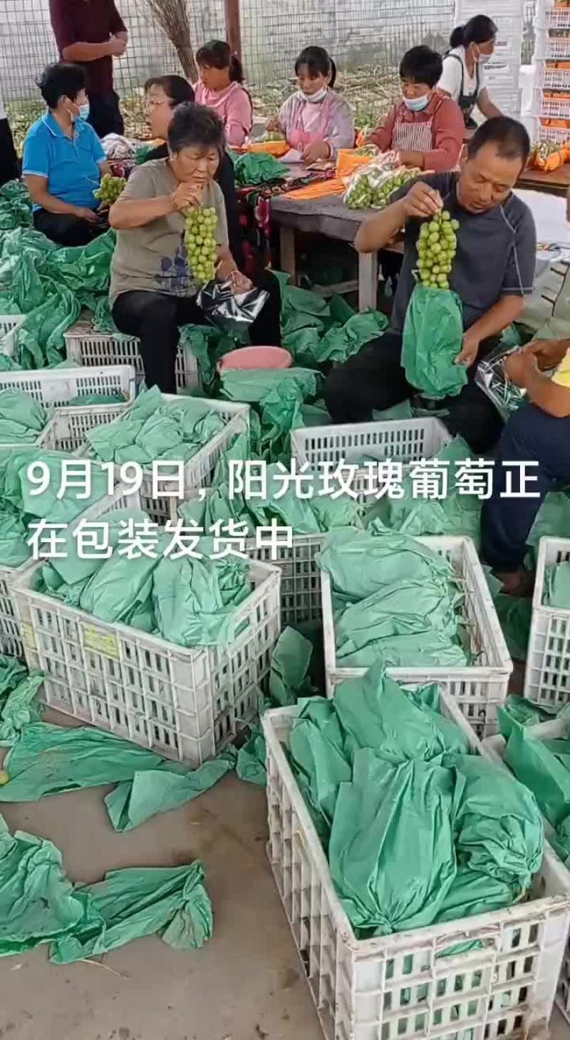 安徽阳光玫瑰葡萄，精品晴王葡萄，香印葡萄全国代发保证品质