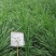 进口牧草种子多年生黑麦草种子四季播耐寒高产猪牛羊兔鸡鹅鱼
