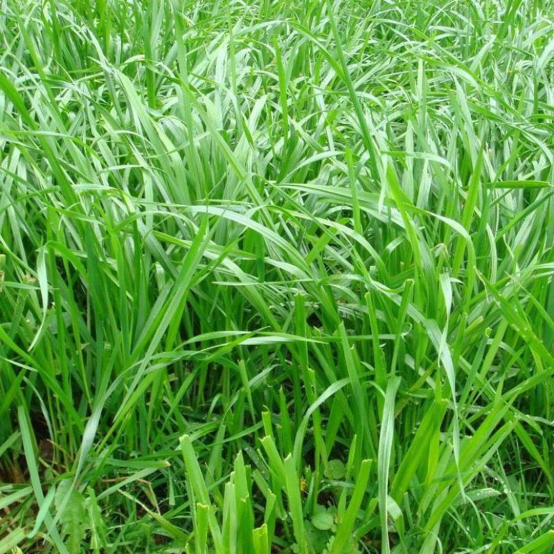 进口牧草种子多年生黑麦草种子四季播耐寒高产猪牛羊兔鸡鹅鱼