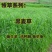 进口牧草种子多年生黑麦草种子四季播耐寒高产猪牛羊兔鸡鹅鱼