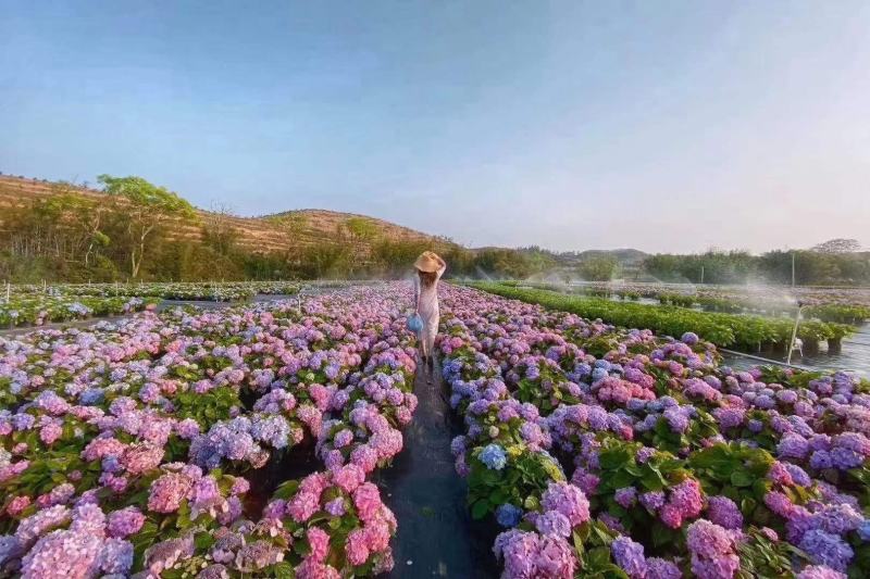八仙花种苗无尽夏绣球