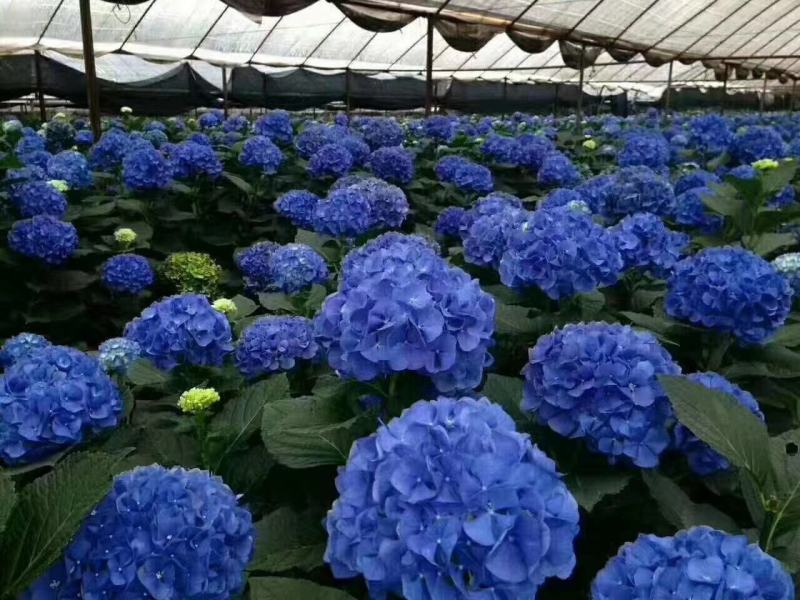 八仙花种苗无尽夏绣球