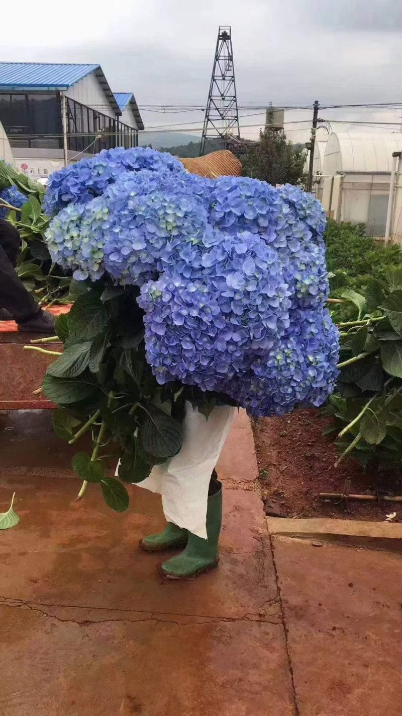 八仙花种苗无尽夏绣球