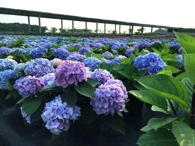 八仙花种苗无尽夏绣球