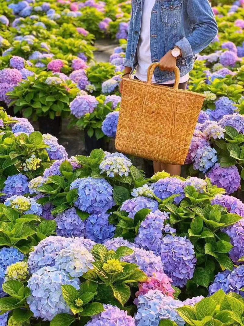 八仙花种苗无尽夏绣球