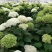 八仙花种苗无尽夏绣球