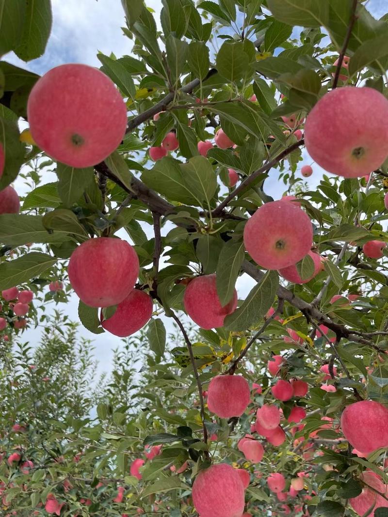 新疆阿克苏红旗坡冰糖心苹果