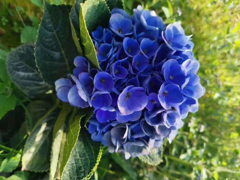 八仙花种苗产地直发一手货源全国发货质量保证