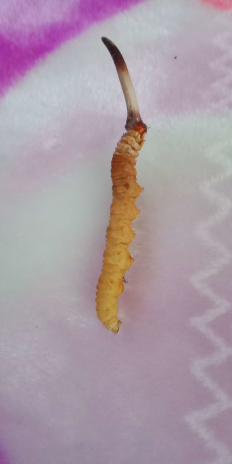 虫草