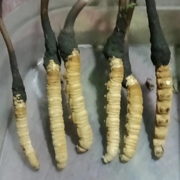 虫草