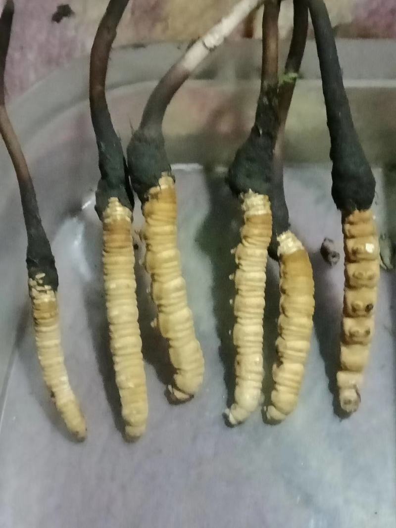 虫草