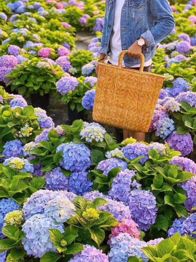 八仙花种苗产地直发一手货源全国发货质量保证