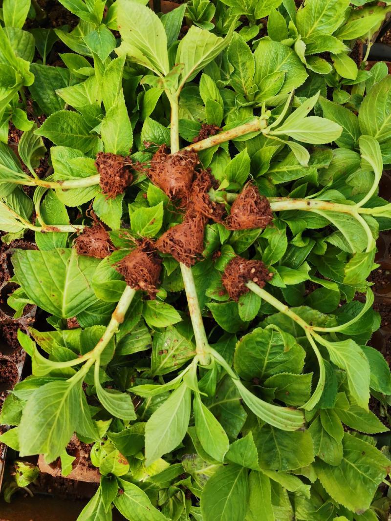 八仙花种苗产地直发一手货源全国发货质量保证