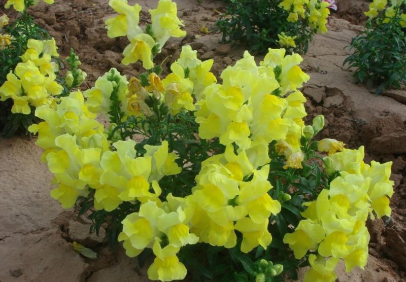 金鱼草种子植物四季花卉草籽庭院阳台多年生耐旱室外植物花草