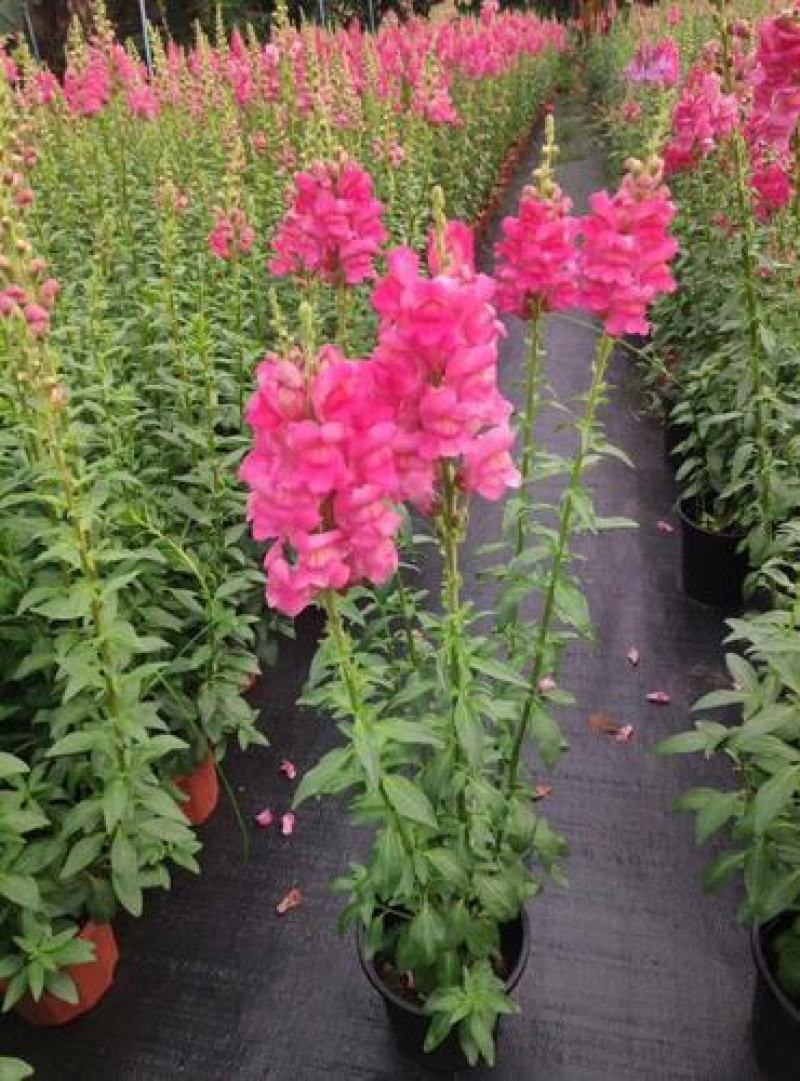 金鱼草盆栽成品带花花镜花卉艳丽花期长量大优惠