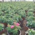 金鱼草盆栽成品带花花镜花卉艳丽花期长量大优惠