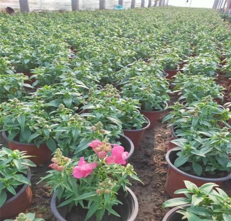 金鱼草盆栽成品带花花镜花卉艳丽花期长量大优惠