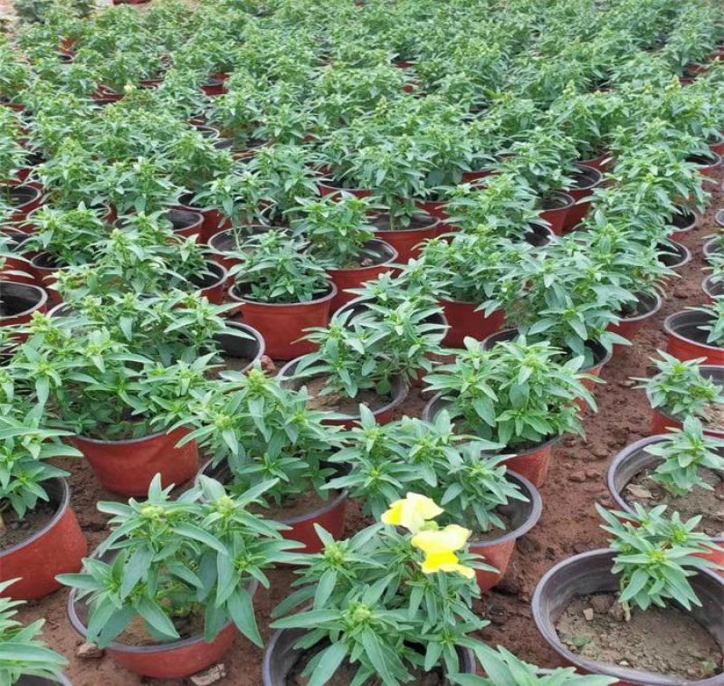 金鱼草盆栽成品带花花镜花卉艳丽花期长量大优惠