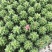 金鱼草盆栽成品带花花镜花卉艳丽花期长量大优惠