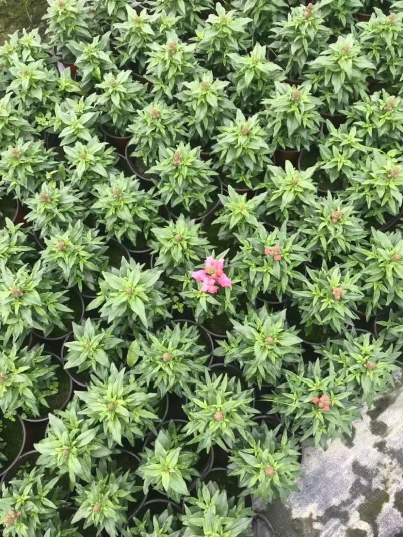 金鱼草盆栽成品带花花镜花卉艳丽花期长量大优惠