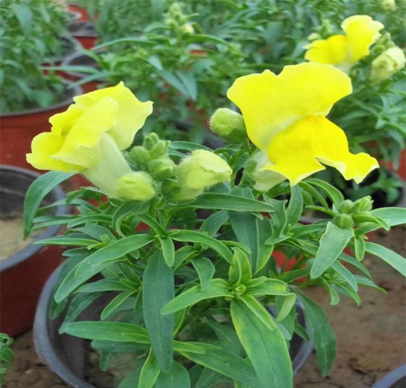 金鱼草盆栽成品带花花镜花卉艳丽花期长量大优惠