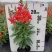 金鱼草盆栽成品带花花镜花卉艳丽花期长量大优惠