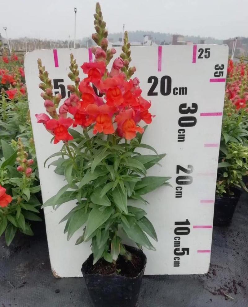 金鱼草盆栽成品带花花镜花卉艳丽花期长量大优惠