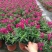 金鱼草盆栽成品带花花镜花卉艳丽花期长量大优惠