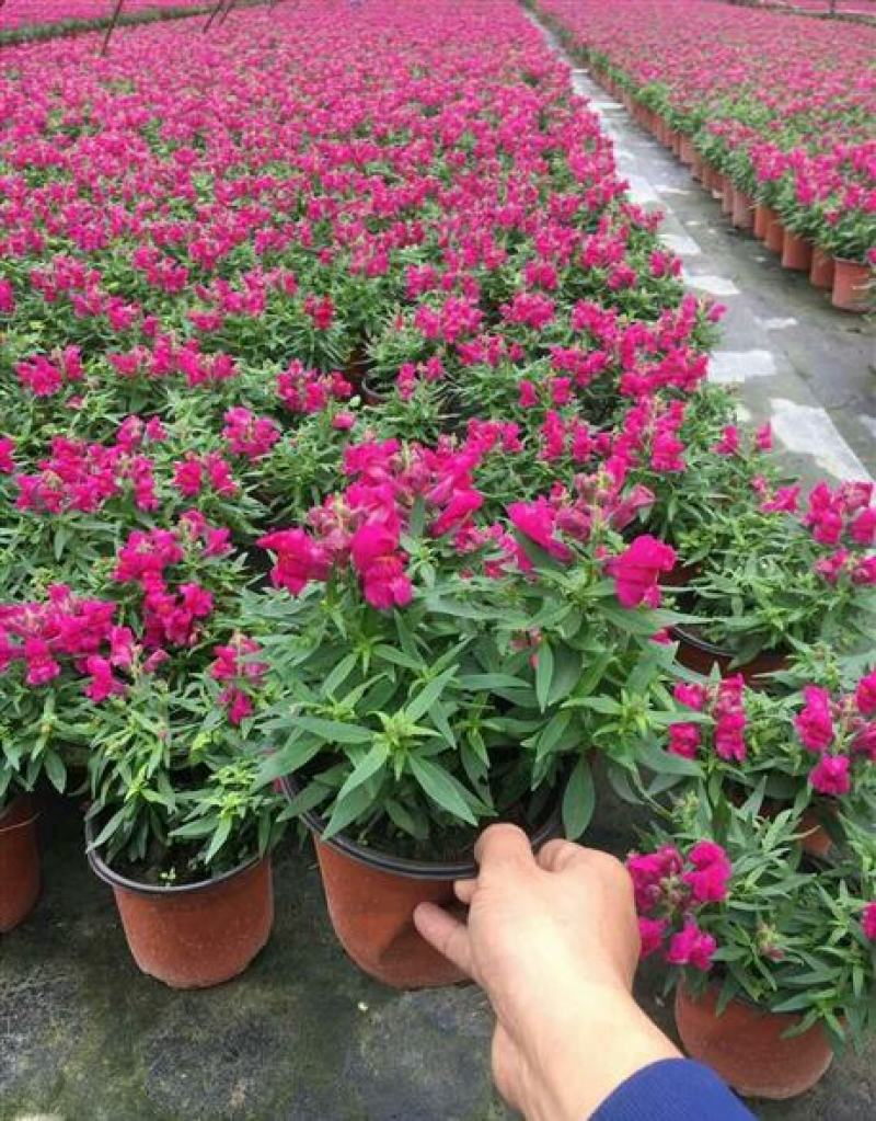 金鱼草盆栽成品带花花镜花卉艳丽花期长量大优惠