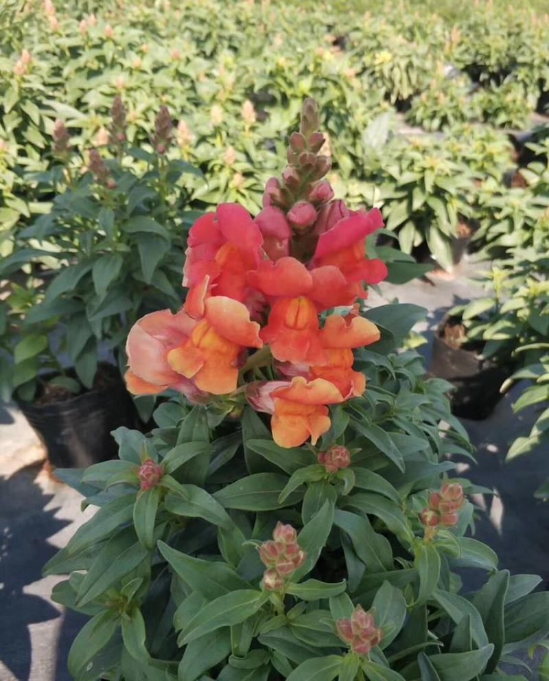 金鱼草盆栽成品带花花镜花卉艳丽花期长量大优惠