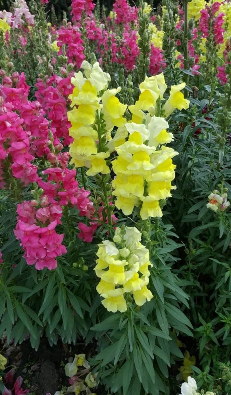 金鱼草盆栽成品带花花镜花卉艳丽花期长量大优惠