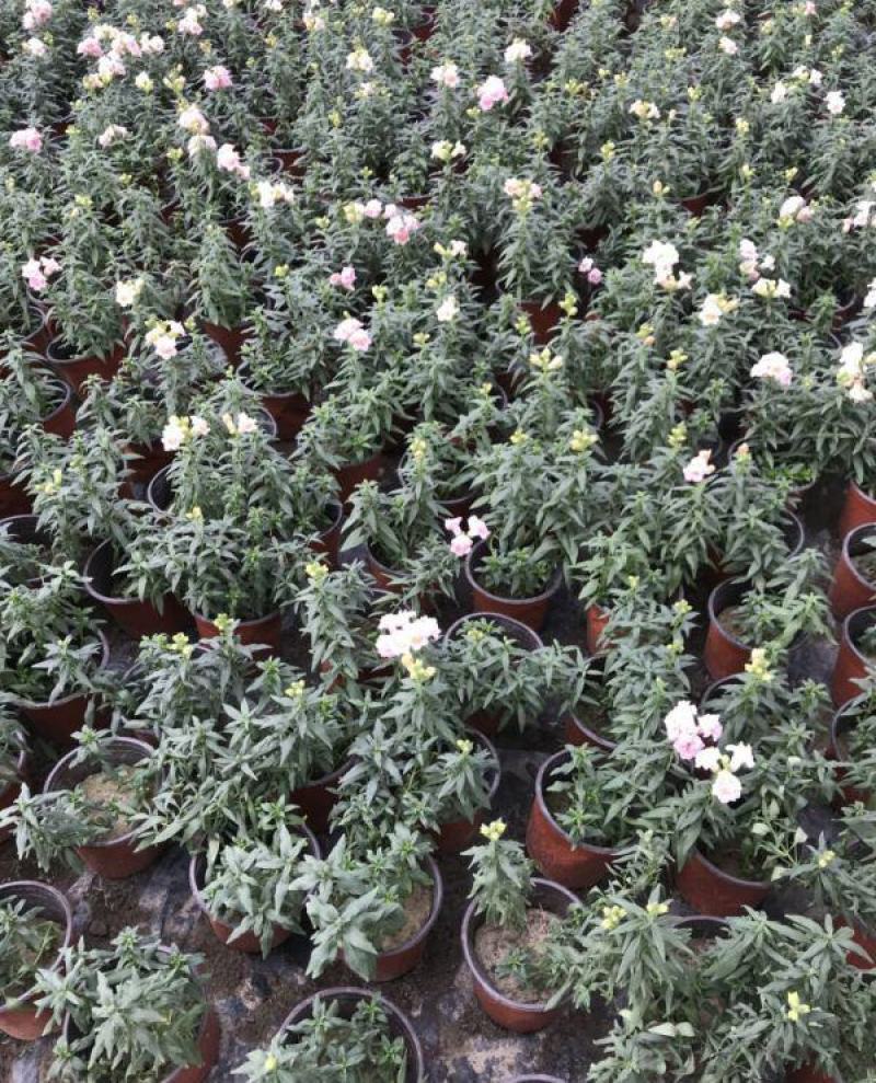 金鱼草盆栽成品带花花镜花卉艳丽花期长量大优惠