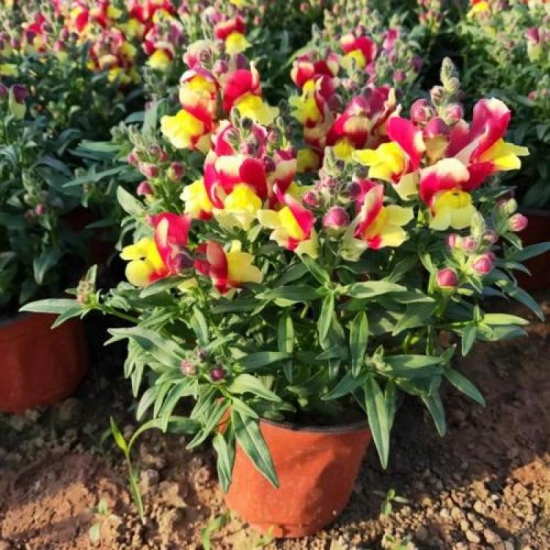 金鱼草盆栽成品带花花镜花卉艳丽花期长量大优惠