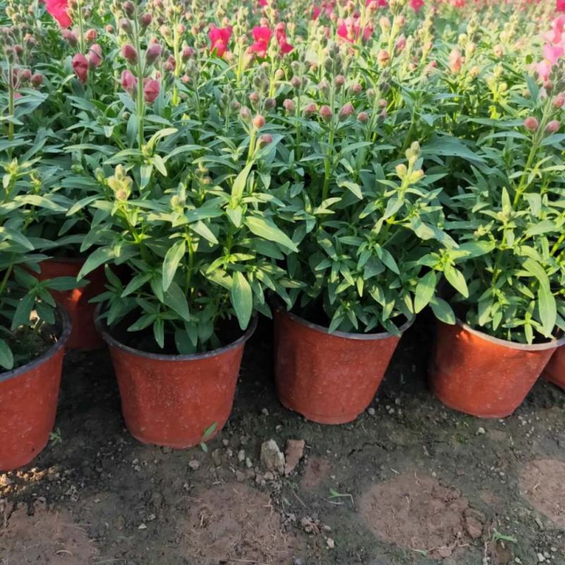 金鱼草盆栽成品带花花镜花卉艳丽花期长量大优惠