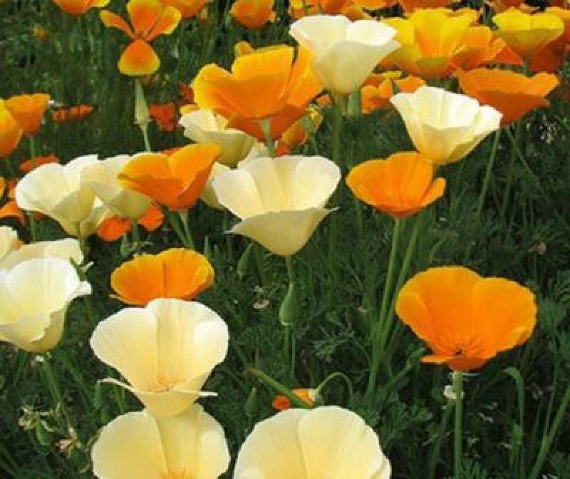 花菱草种子四季种易活花种子耐寒多年生宿根花籽庭院室外阳台