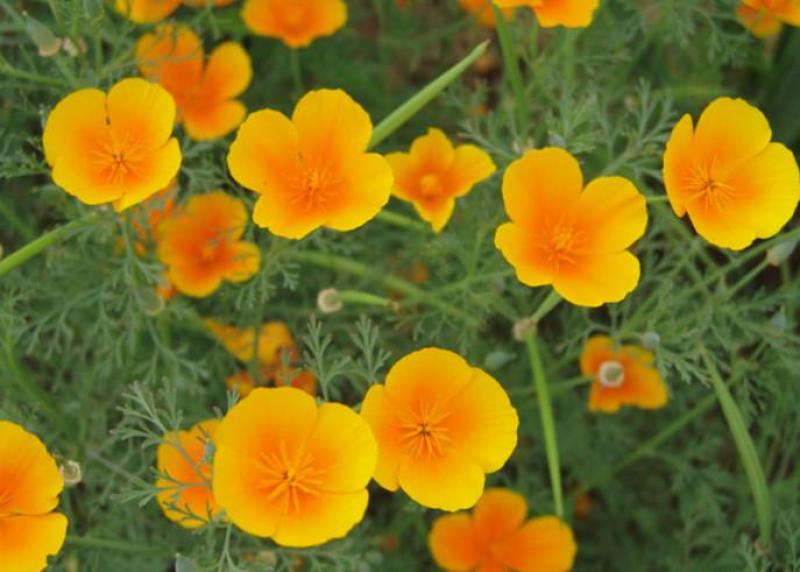 花菱草种子四季种易活花种子耐寒多年生宿根花籽庭院室外阳台