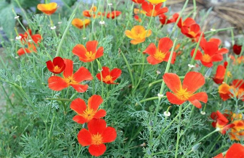 花菱草种子四季种易活花种子耐寒多年生宿根花籽庭院室外阳台