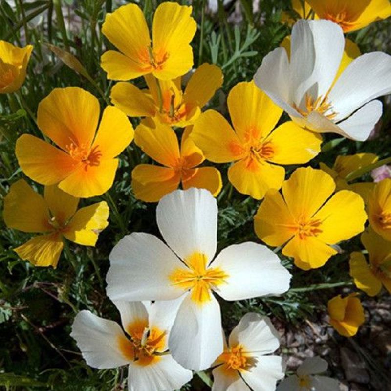 花菱草种子四季种易活花种子耐寒多年生宿根花籽庭院室外阳台