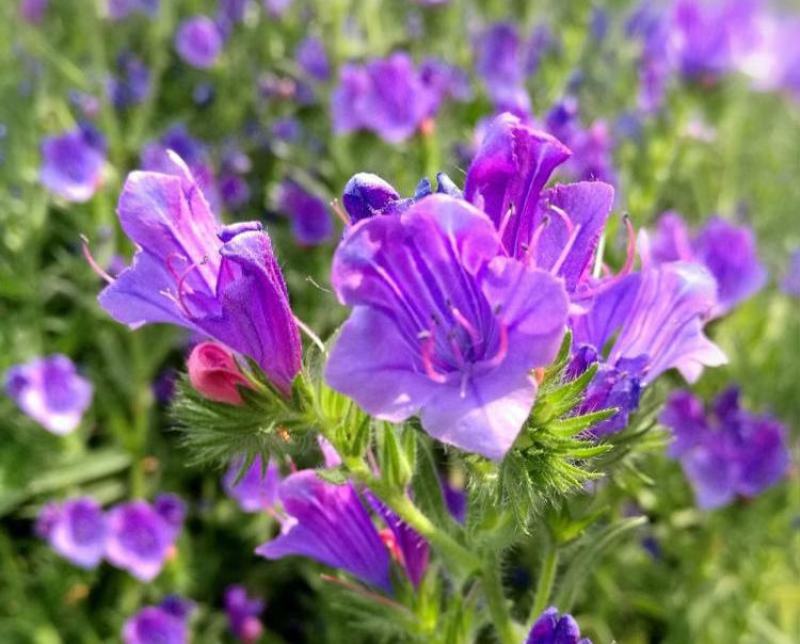 蓝蓟种子蓝刺头蓝蓟花种庭院观花种子蓝色景观花海四季花籽