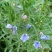 蓝蓟种子蓝刺头蓝蓟花种庭院观花种子蓝色景观花海四季花籽