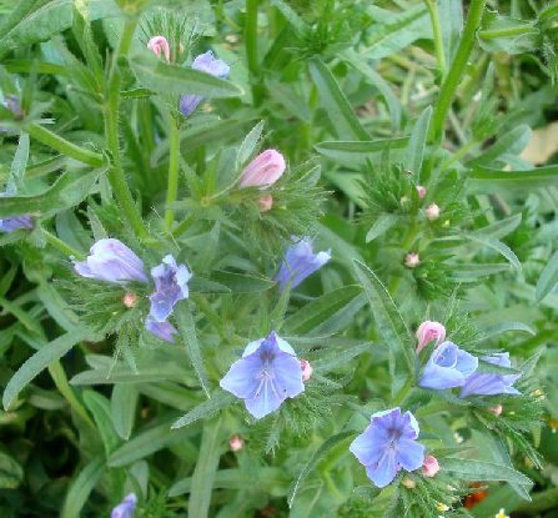 蓝蓟种子蓝刺头蓝蓟花种庭院观花种子蓝色景观花海四季花籽